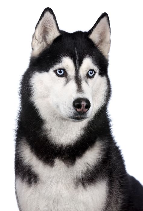 Caine Husky, Puppy Care Tips, Tattoos Dog, Animals List, Husky Drawing, Husky With Blue Eyes, Husky Faces, Lover Anime, Wallpaper Dog