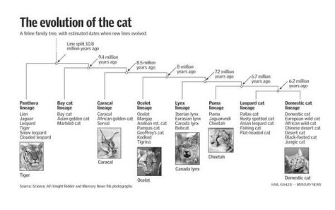 BarleysList: The Evolution of Cats: From Tiger to Housecat Cat Evolution, Rusty Spotted Cat, Dinosaurs Extinction, Largest Domestic Cat, Iberian Lynx, Canada Lynx, Eurasian Lynx, Asian Cat, Panther Cat