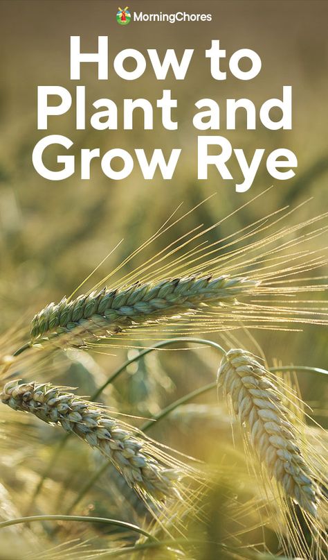 Growing Rye: How to Plant, Care For, and Harvest This Healthy Cereal Rye Plant, Acreage Ideas, Morning Chores, Growing Wheat, Cereal Grain, Rye Berries, Rye Grass, Rye Grain, Crop Field