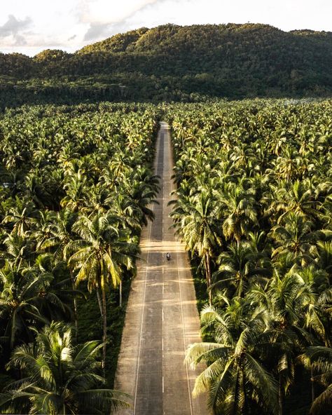 Palm Tree Road Siargao - Explore The Endless Road Of Pristine Palms Tree Lookout, Endless Road, Tree Road, Siargao Island, Instagram Locations, Responsible Tourism, Siargao, Epic Photos, Travel Plan