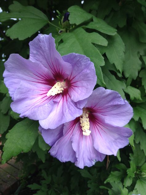 Hibiscus Hibiscus Flower Benefits, Front Garden Landscape, Japan Garden, Purple Garden, Rose Of Sharon, Easter Art, Amazon Uk, Hibiscus Flower, Garden Trees