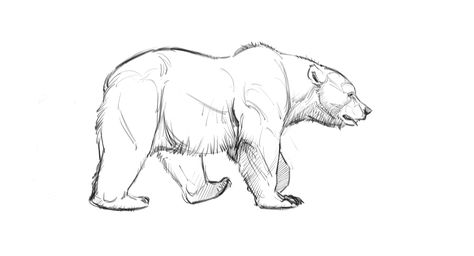 Bear walk cycle locomotion example from “How to Draw Bears" course. Animal Walk Cycle, Animal Tips, Drawing Features, Aaron Blaise, Pencil Drawing Ideas, Bear Drawings, Walk Cycle, Pencil Drawings Of Animals, Bear Drawing