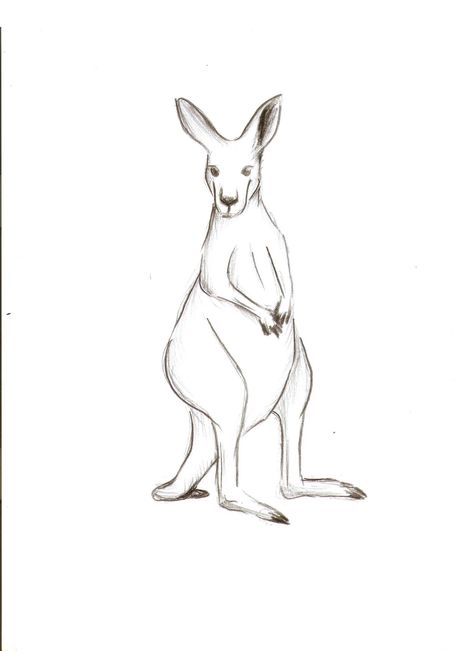 Kangaroo Anatomy Drawing, Simple Kangaroo Tattoo, Kangaroo Cartoon Drawing, How To Draw A Kangaroo, Kangaroo Drawing Cute, Kangaroo Drawing Easy, Kangaroo Sketch, Small Cute Cartoon, Kangaroo Tattoo