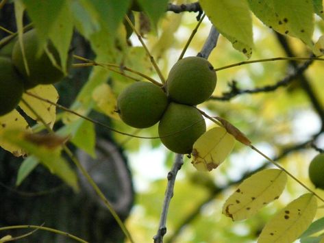 How to grow black walnut trees from seed - Farm and Dairy Evergreen Ground Cover Plants, Trees Backyard, Walnut Flooring, Juglans Nigra, Tinctures Recipes, Nut Trees, Walnut Tv Stand, Dining Table Walnut, Black Walnut Tree