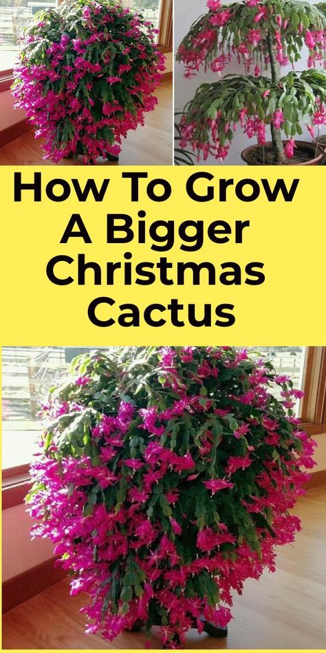 Cactus Living Room, Christmas Cacti, Christmas Cactus Propagation, Growing Cactus, Cactus Tree, Christmas Cactus Care, Christmas Cactus Plant, Easter Cactus, Thanksgiving Cactus