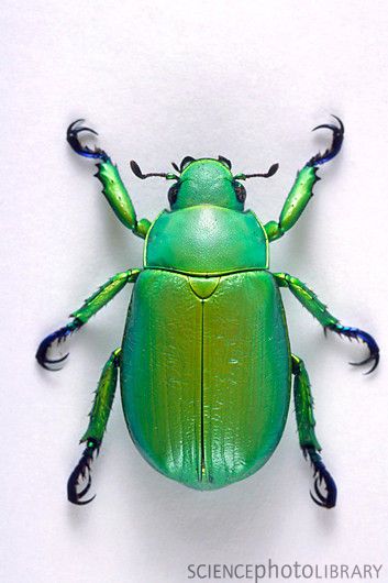 Chrysina woodi Green Beetle, Cool Insects, Beetle Insect, Cool Bugs, I Love Jesus, A Bug's Life, Beetle Bug, Scarab Beetle, Beautiful Bugs