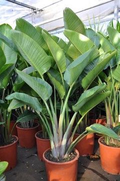 Help! Tropical Plants - Narrow Garden Bed in Melbourne | Houzz AU Bird Of Paradise Flower, Balkon Decor, Narrow Garden, Paradise Plant, Tropical Garden Design, Birds Of Paradise Flower, Tropical Backyard, Indoor Trees, Tree Pruning