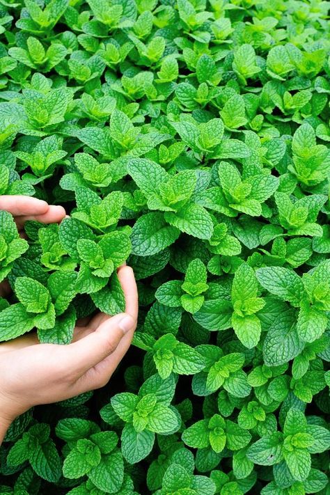 How to Grow a Mint Garden will show you all the ins and outs of this amazing herb.  Mint is one of the best things to grow in your garden.  Find out why. Mint Garden, Growing Mint, Mint Plants, نباتات منزلية, Meteor Garden 2018, Ins And Outs, Growing Herbs, Flowers Garden, Covent Garden