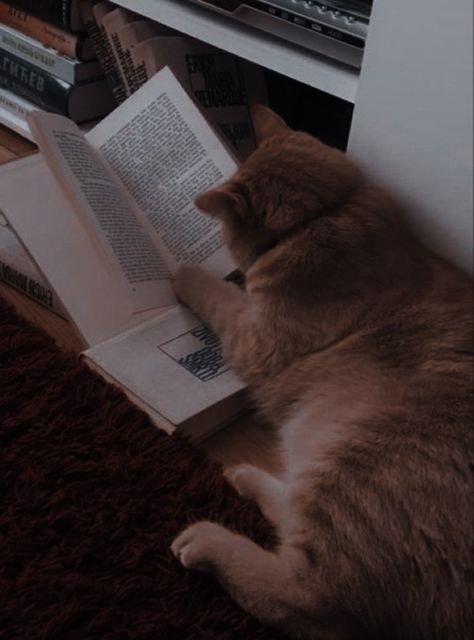 Isabelle + Core + Aesthetic, Isabella + Core + Aesthetic, Isabellacore Aesthetic, Maria Core Aesthetic, Dark Academia Widget, Cute Cats Photos, Cat Books, Cat Person, Cat Aesthetic