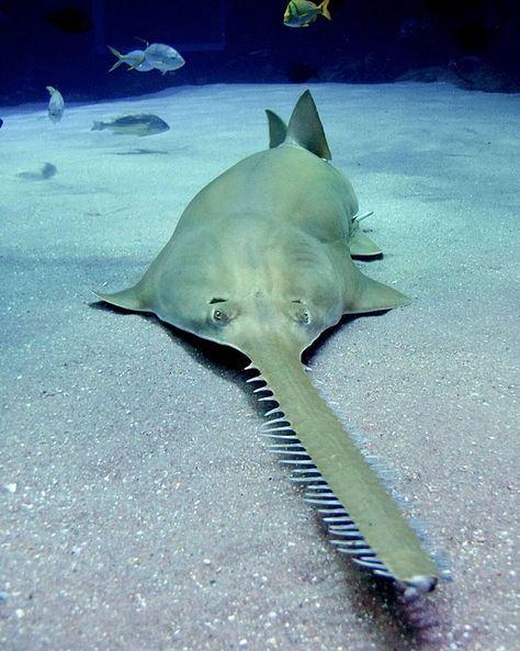 Image may contain: outdoor Sawfish Shark, Smalltooth Sawfish, Ux Project, Types Of Sharks, Shark Pictures, Georgia Aquarium, Salt Water Fish, Marine Aquarium, Water Animals