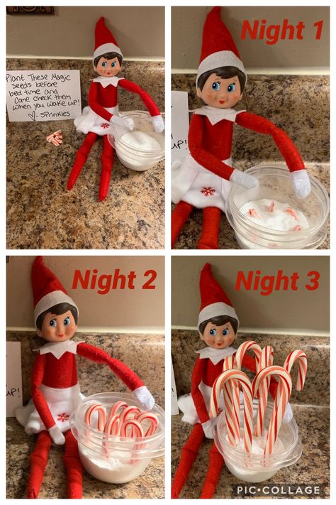 Candy Cane Garden Elf On The Shelf, Elf On The Shelf Candy Cane Idea, Can You Find All 12 Candy Canes Elf, Elf Ideas Candy Canes, Elf On The Shelf And Candy Canes, Elf With Candy Cane Ideas, Hard Elf On The Shelf Ideas, Elf On The Shelf Candy Cane, Elf On The Shelf With Candy Canes