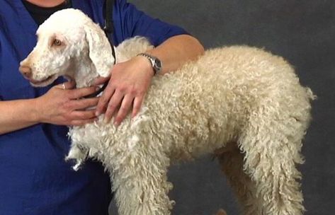 Home Lagotto Grooming Guide Video Haircut Guide, Introduction Letter, Classic Italian Style, Lagotto Romagnolo, Haircut Tutorial, Bad Haircut, Active Family, Samantha Photos, Water Dog