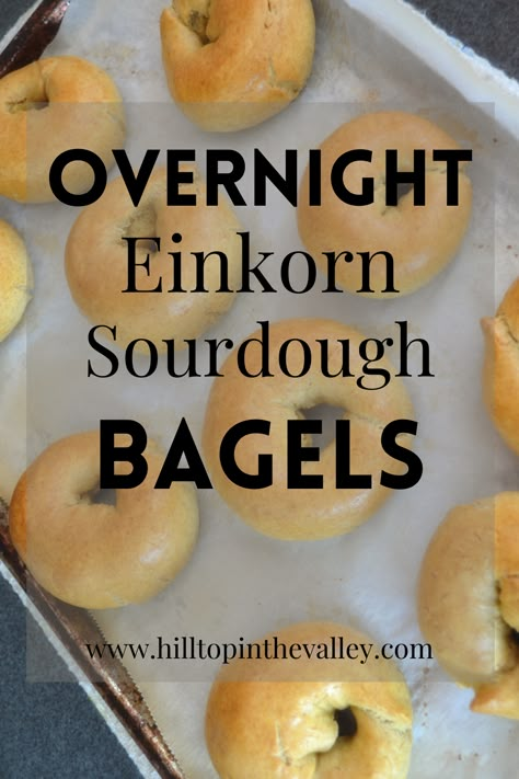 Einkorn Sourdough, Ancient Grains Recipes, Overnight Sourdough, Bagel Recipe Easy, Einkorn Recipes, Sourdough Bagels, Einkorn Flour, Healthy Bread Recipes, Wheat Recipes