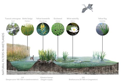 Wetland section - own photomontage from school project Gardening Materials, Landscape Diagram, Landscape Architecture Graphics, Landscape Gardening, Landscape Architecture Drawing, Desain Lanskap, Architecture Graphics, Landscape Architecture Design, Landscape Drawings