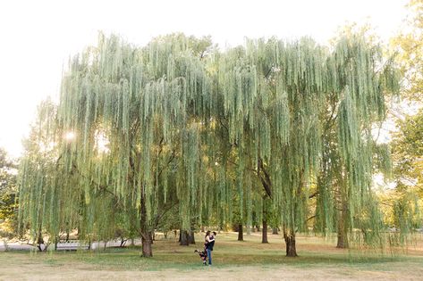 Old Post Office, Engagement Pictures Poses, Photography Couple, St Louis Wedding, Pictures Poses, Willow Tree, St Louis Mo, Saint Louis, Engagement Photo