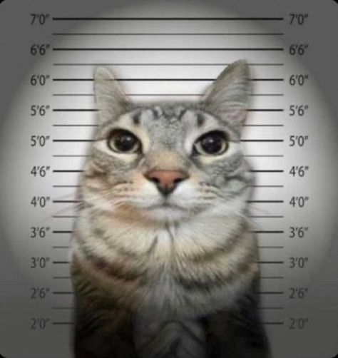 cat pfp, profile pictures, silly cat pfp, cat mugshot, cat profile pictures, cats A Cat, Mug