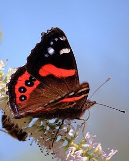 Red Admiral Butterfly Drawing, Red Admiral Butterfly Tattoo, River Goddess, Special Tattoo, Red Admiral Butterfly, Admiral Butterfly, Beautiful New Zealand, Pagan Traditions, Vibe Board