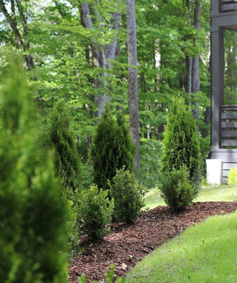 One of our favorite trees to use for privacy and creating a barrier is an Emerald Green Arborvitae. A couple of other trees that are great for this purpose are Leeland Cypress and Sky Pencil Hollies. #landscaping #outdoorliving #yard #lawn Hollies Landscaping, Sky Pencil Holly Landscaping Ideas, Pencil Holly Landscaping, Sky Pencil Holly Landscaping, Arborvitae Landscaping, Side Courtyard, Shrub Border, Plank And Pillow, Sky Pencil Holly