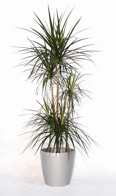 Draceana or Dragon Tree Fake Indoor Trees, Dracaena Massangeana, Indoor Tree Plants, Plants For Home Office, Front Porch Flower Pots, Indoor Palm Trees, Dracaena Marginata, Front Porch Flowers, Types Of Houseplants