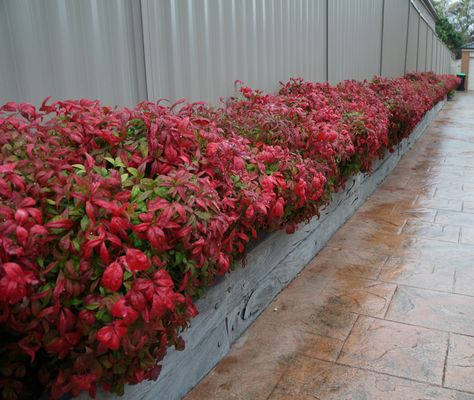 Nandina Plant, Landscaping Plants, Garden Supplies, Borders, Landscaping, Roses, Plants, Green, Red