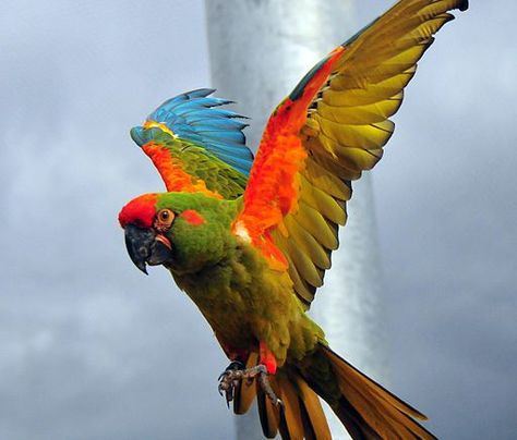 Macaws: Some Species May Be Extinct, Others Are Endangered | Illuminate Macaw Parrot, Parrot Toys, African Grey, Exotic Birds, Tropical Birds, Bird Pictures, Colorful Birds, Birds Of Paradise, Wild Birds