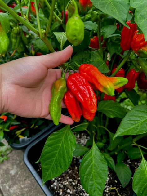 The Naga Morich is a chili pepper grown in Northeast India and Bangladesh. It is also one of the hottest known chilli peppers and the only naturally occurring chili pepper that measures 1 million SHU on Scoville scale. Scoville Scale, Chilli Plant, Chilli Peppers, Northeast India, Pepper Plants, Chilli Pepper, Indian Desserts, Art House, Chili Pepper