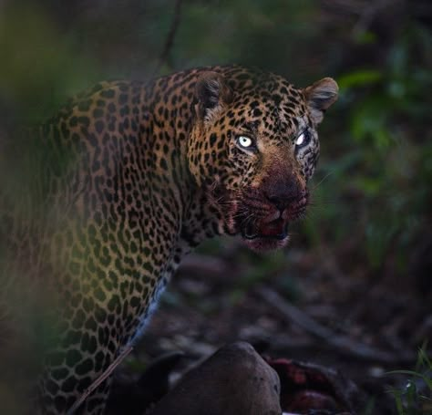 Prey Animals, Jaguar Leopard, Wild Animals Photos, Amazing Animal Pictures, Wild Animals Pictures, Animal Study, Cool Animals, Pretty Animals, The Leopard