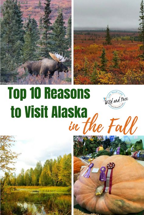 Top 10 Reasons to Visit Alaska in the Fall #alaska #travelalaska #alaskawildandfree #fall Travel Alaska, Autumn Travel, Visit Alaska, Alaska Vacation, Usa Travel Guide, Alaska Travel, American Travel, Usa Travel Destinations, Travel Time