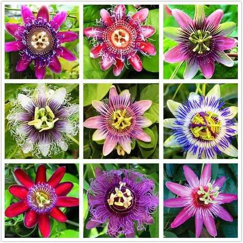 Passion Flower Plant, Blue Passion Flower, Passiflora Caerulea, Iowa Farms, Bonsai Seeds, Rare Seeds, Flower Guide, Passion Flower, Flowering Vines