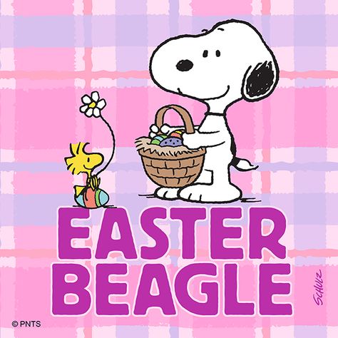 Snoopy Watch, Easter Beagle, Snoopy Easter, Snoopy Comics, Happy Gif, Snoopy Quotes, The Peanuts, Snoopy Love, Different Holidays