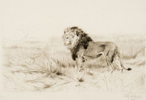 Wilhelm Kuhnert, Barbary Lion, Animal Mix, Big Cats Drawing, Lion Artwork, Cats Drawing, Animal Drawing, Cats Artists, Animals Art