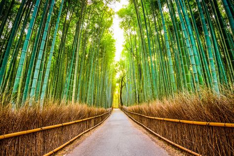 Starting in Kyoto and ending in Osaka, the Shikoku Pilgrimage Trail brings together the best of Japan from stays in lively cities to peaceful rural walking. Japanese Countryside, Garden Waterfall, Bamboo Forest, Bamboo Plants, Kyoto Japan, Hanging Pictures, New Wall, Japanese Garden, Photo Wallpaper