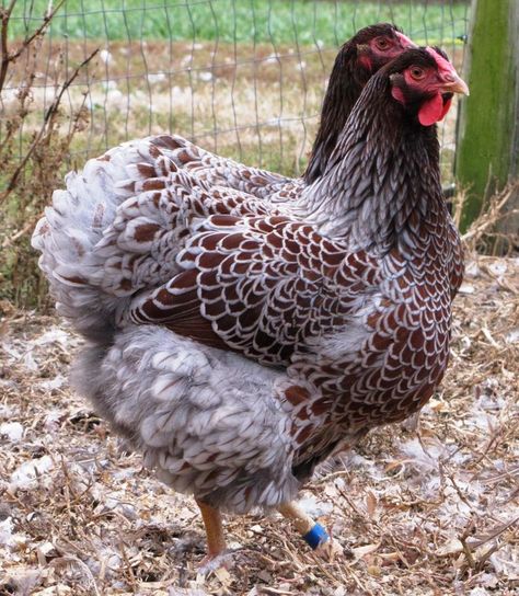 Blue Laced Red Wyandotte, Wyandotte Chicken, Best Egg Laying Chickens, Egg Laying Chickens, Fancy Chickens, Chicken Bird, Beautiful Chickens, Backyard Flocks, Crazy Chicken Lady