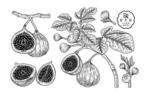 Fig Sketch, Fig Drawing, Tree Drawing Simple, Fruit Tattoo, Line Work Tattoo, Scientific Illustration, Tree Tattoo, Piercing Tattoo, Beautiful Tattoos