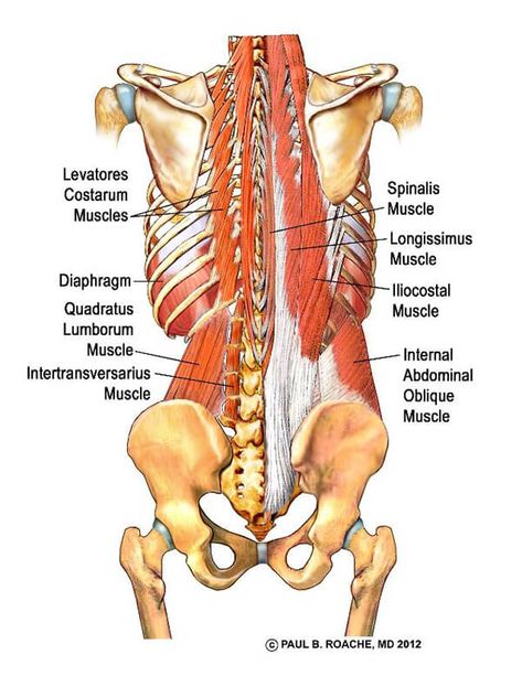 Yoga Anatomy Glues, Hamstrings, Adductors| Jason Crandell Vinyasa Yoga Method Paraspinal Muscles, Psoas Release, Human Muscle Anatomy, Bolesti Chrbta, Yoga Anatomy, Human Body Anatomy, Muscle Anatomy, Human Anatomy And Physiology, Medical Anatomy