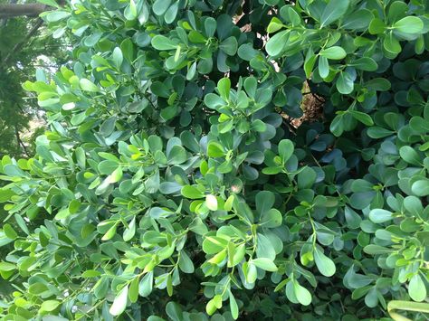 Clusia rosea, Pitch Apple or Signature Tree. Popular in the Keys and Bahamas, this makes a beautiful hedge massing. Very low maintenance, but sensitive to freeze Clusia Hedge Landscaping, Murraya Hedge, Pitch Apple Hedge, Indian Hawthorn Hedge, Thalia's Pine Tree, Podocarpus Hedge, Landscaping Entrance, Apple Garden, Florida Plants