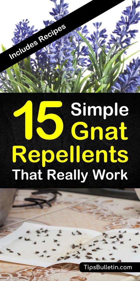 Discover 15 simple homemade gnat repellents that really work. Keep gnats away indoor and outdoor with simple ingredients like vinegar and essential oils. Make a variety of DIY pest control sprays that are safe for kids. #gnatrepellent #repelgnats #gnatsprays #killgnats Gnat Repellant Outdoor, Gnat Repellant, Gnat Spray, How To Get Rid Of Gnats, Gnat Traps, Diy Pest Control, Insect Spray, Fruit Flies, Bug Spray