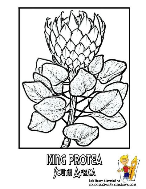 Heritage Day South Africa Crafts, Backdoor Decor, Protea Drawing, Africa Activities For Kids, Africa Activities, Heritage Day South Africa, Africa Infographic, South Africa Art, South African Flowers