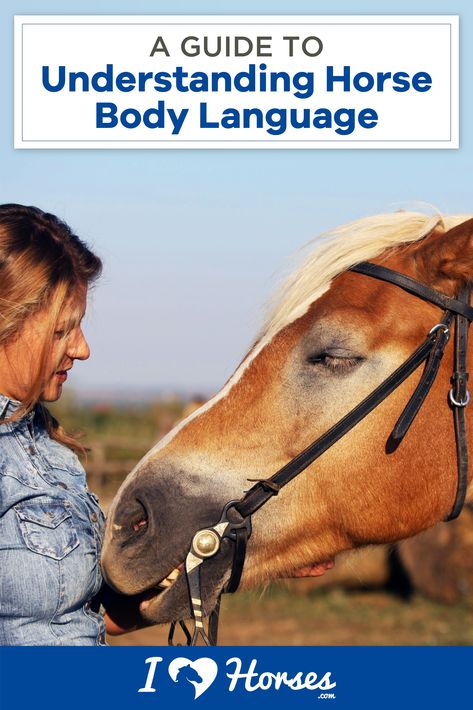 A horse's movements and gestures all mean something. If you want to understand, you'll have to take notice of horse body language. This guide will help you get to know your horse and all horses better. And isn't that what we all want? | #ihearthorses #horses #horsefacts #horselife #eqlife #horselover Horse Psychology, Horses Body Language, Horse Collection Exercises, Horse Knowledge Poster, Advice From A Horse, Horse Ownership, Prey Animals, Horse Behavior, Horse Information