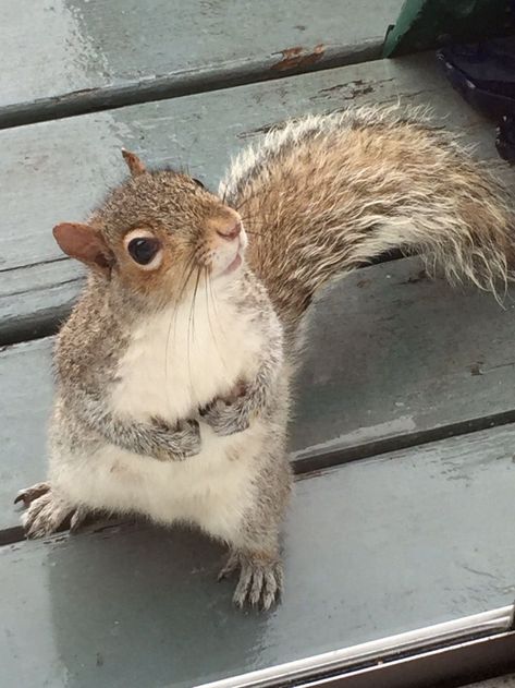 Aesthetic Squirrel, Squirrel Aesthetic, Diy Squirrel Feeder, Squirrel Photos, Bird Feeder Diy, Fat Squirrel, Squirrel Drawing, Squirrel House, Squirrel Home