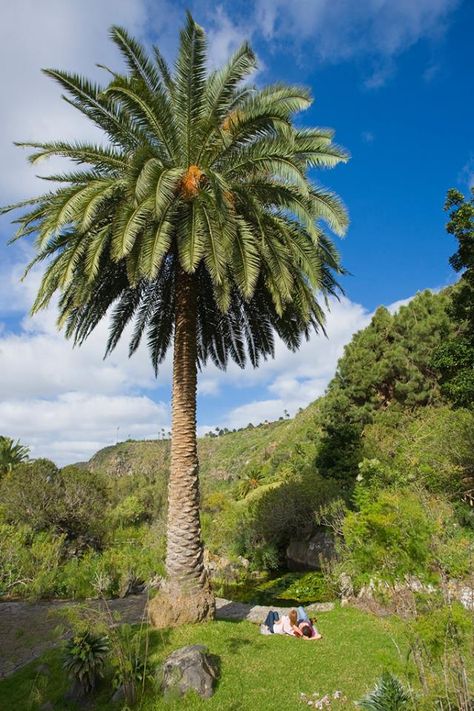 Canary Island Palm, Phoenix Dactylifera, Endangered Plants, Date Palm, Canary Islands Spain, Palm Tree Art, Pool Shower, Palm Tree Tattoo, Sacred Tree