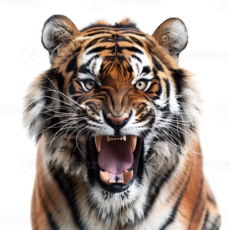 Bird Tattoo Neck, Big Cat Species, 3d Tiger, Tiger Photography, Angry Tiger, Tiger Roaring, Exotic Cats, Siberian Tiger, Tiger Tattoo