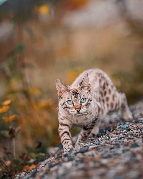 Bengal Cats on Instagram: “Snow Bengal from Norway 🇳🇴 📷 by @we.are.chilipepper ✨🏆✨” Snow Bengal, Most Popular Cat Breeds, Popular Cat Breeds, Rare Cats, Bengal Cats, Gorgeous Cats, Cat Pose, Beautiful Cat Breeds, Warrior Cat