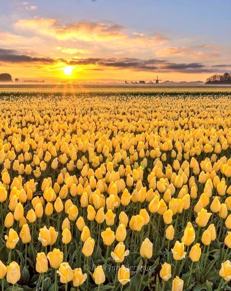 Danielle on Twitter: "Morning 🌄… " Tulip Fields Netherlands, Norway Nature, Field Paint, Dutch Tulip, Field Wallpaper, Tulip Fields, Nothing But Flowers, Yellow Tulips, Garden Pathway