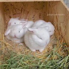 Cute Bunny Videos, Bunnies Videos, Rabbits Videos, Cute Bunny Video, Baby Rabbits Cute, Rabbit Video, Bunny Video, Bunnies Cute, Fluffy Bunnies