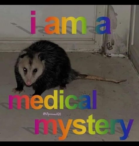 Possum Memes, Raccoon Memes, Chronic Illness Humor, Illness Humor, Awesome Possum, Trash Panda, Racoon, Rodents, Really Funny Pictures