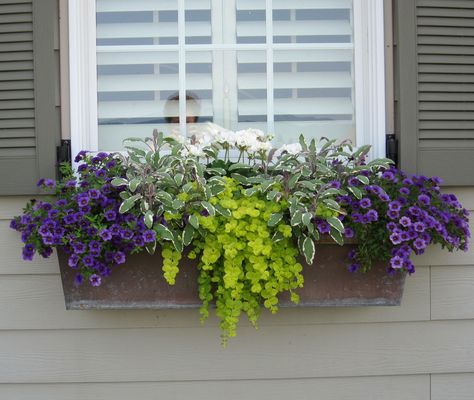 Window Box Plants, Window Box Garden, Window Box Flowers, Creeping Jenny, Window Planter Boxes, Garden Containers, Outdoor Flowers, Garden Windows, Container Flowers