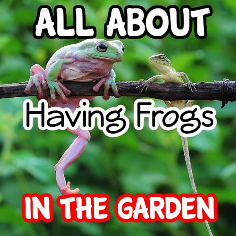 Frogs, despite being beneficial and an important part of the natural habitat of a garden, are not well addressed and are not being liked by most of the gardeners. It’s important to know that these little, skinny jumping creatures which are in your garden are actually trying to balance the ecosystem of your beautiful garden.  Both frogs and toads are important and found to be fortunate for a gardener as they can consume a broad variety of pests, like: * bugs * beetles * caterpillars *… Frog Habitat Outdoor, Toad Habitat, Frog Hotel, Tad Poles, Frog Facts, Frog Habitat, Backyard Birds Watching, Sustainable Homestead, Frog Garden