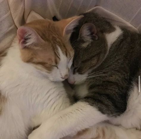 Cat Couple, Cat Cuddle, Two Cats, Cat Icon, Cat Aesthetic, Silly Cats, Pretty Cats, Baby Cats