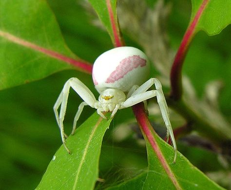 Insects Reference, Oak Sapling, Spider Bites Pictures, Spider Persona, Spider Ideas, Flower Crab, Spider Fact, Spider Eggs, Crab Spider